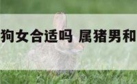 属猪男与属狗女合适吗 属猪男和属狗女的合不合