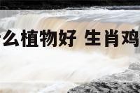 生肖鸡要种什么植物好 生肖鸡适合种什么植物好