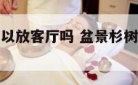 杉树盆景可以放客厅吗 盆景杉树能不能放家里