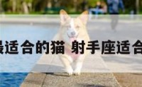 射手座最适合的猫 射手座适合养猫吗?