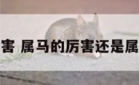 属马的厉害 属马的厉害还是属狗的厉害