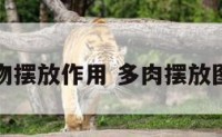 多肉植物摆放作用 多肉摆放图片大全