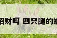 四脚蟾蜍能招财吗 四只腿的蟾是不是不好