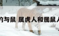 属虎人的与鼠 属虎人和属鼠人的关系