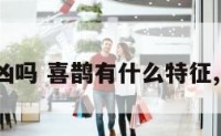 喜鹊性格凶吗 喜鹊有什么特征,喜欢什么?