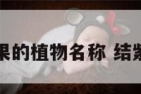 结小紫果的植物名称 结紫色果果
