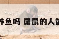 属鼠人能养鱼吗 属鼠的人能不能养鱼