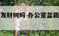 办公室好养发财树吗 办公室盆栽发财树怎么养