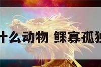 鳏寡孤独是什么动物 鳏寡孤独猜一个数字