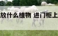 进户门柜上放什么植物 进门柜上放什么植物好