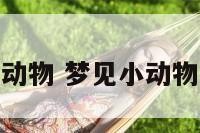 梦见一屋小动物 梦见小动物在屋里乱跑