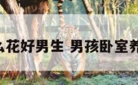卧室养什么花好男生 男孩卧室养什么花好!