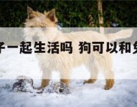 狗能跟兔子一起生活吗 狗可以和兔子一起养吗