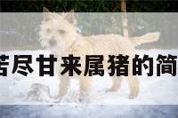 2018苦尽甘来属猪的简单介绍