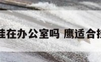 鹰适合挂在办公室吗 鹰适合挂在哪里