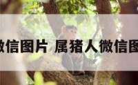 属猪人微信图片 属猪人微信图片 幸运