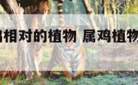 2018属鸡相对的植物 属鸡植物吉祥是什么植物