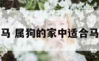 属狗摆马 属狗的家中适合马摆件吗