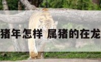 属龙的在猪年怎样 属猪的在龙年好不好