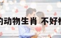不好相处的动物生肖 不好相处的意思