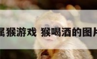 喝酒属猴游戏 猴喝酒的图片大全