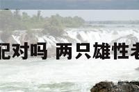两只雄鼠能配对吗 两只雄性老鼠培育后代