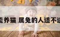 属兔不能养猫 属兔的人适不适合养猫