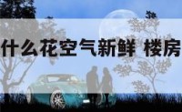 楼房卧室养什么花空气新鲜 楼房卧室适合放什么花