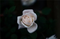 梦见白玫瑰