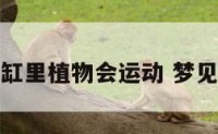 梦见缸里植物会运动 梦见花缸