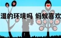 蚂蚁喜欢潮湿的环境吗 蚂蚁喜欢潮湿的环境吗为什么