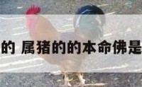 属猪的的 属猪的的本命佛是什么佛