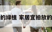 家居宜拍放的绿植 家居宜拍放的绿植有哪些
