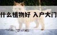 入大门内摆什么植物好 入户大门口适合摆放什么植物