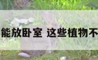 这些植物不能放卧室 这些植物不能放卧室里