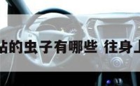 往身体里钻的虫子有哪些 往身上钻的虫子
