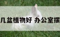 办公室摆几盆植物好 办公室摆几盆花好