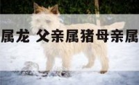 猪宝宝父母属龙 父亲属猪母亲属龙孩子属牛好不好