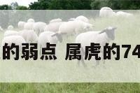 74年属虎的弱点 属虎的74年的命运
