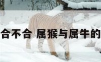 属牛的属相合不合 属猴与属牛的属相合不合