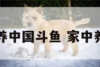 客厅养中国斗鱼 家中养斗鱼