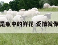 爱情是瓶中的鲜花 爱情就像花瓶