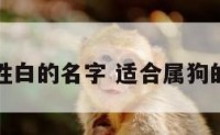 属狗姓白的名字 适合属狗的姓氏