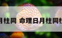 命理日月柱同 命理日月柱同柱好不好