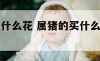 属猪应该摆什么花 属猪的买什么花放在家里好