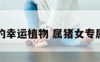 属猪女的幸运植物 属猪女专属吉祥物