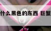 巨蟹座喜欢什么黑色的东西 巨蟹座应该喜欢什么颜色?