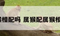 属猴猴相配吗 属猴配属猴相宜吗?