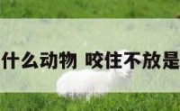 咬住不放是什么动物 咬住不放是什么动物呢