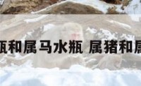 属猪水瓶和属马水瓶 属猪和属马的人